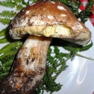funghi pinaroli