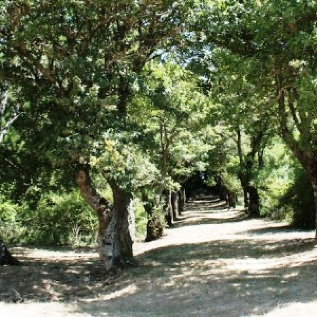 Sarteano (SI)
Riserva naturale di boschi di faggi e cerro