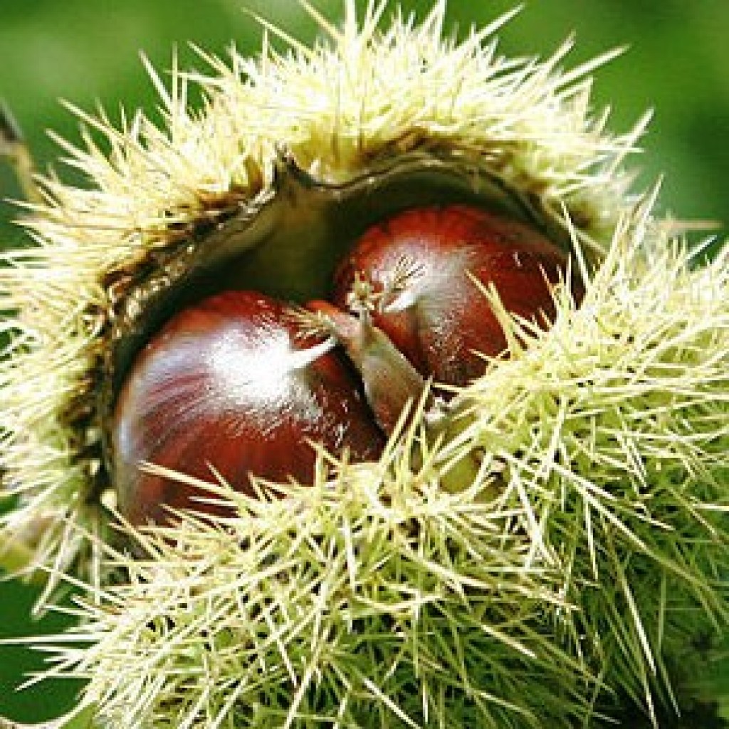 каштаны рецепт приготовления печенье. печенье каштаны. конский каштан дерево. текст песни знову цвітуть каштани хвиля дніпровська б'є. каштан персонаж.