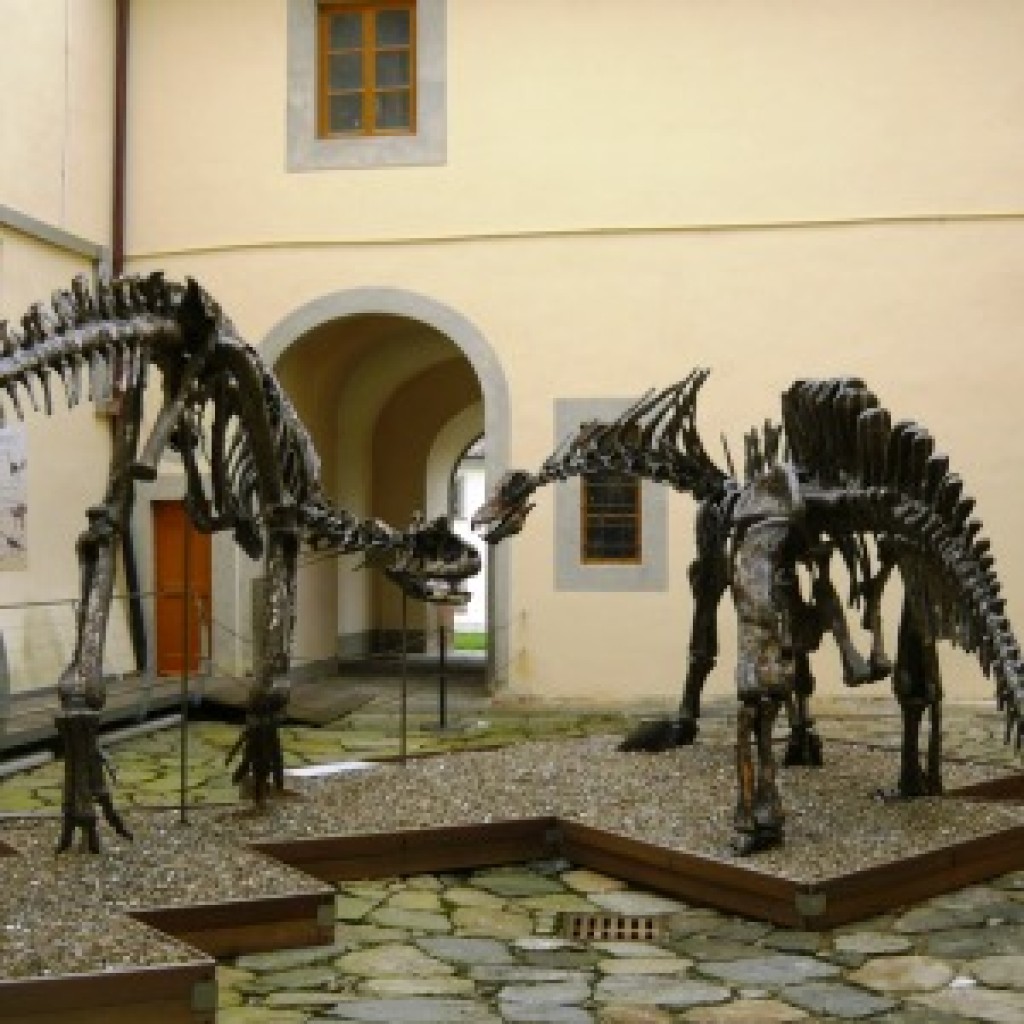 Calci (PI)
Museo di Storia Naturale