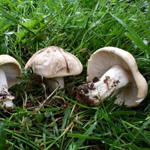 DIDA Firenzuola prugnolo