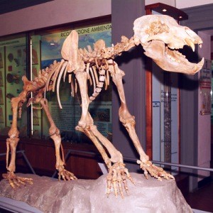 museo paleontologia Empoli
