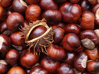 Chestnut Festival of Marradi