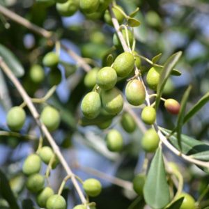 olivi di Cetona