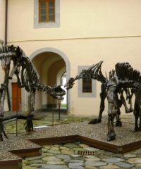 Museo di Storia Naturale dell’Università di Pisa