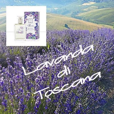 Lavanda di Toscana
