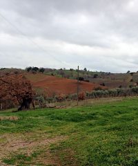 Farmland in Maremma