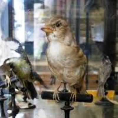 Museo Ornitologico
